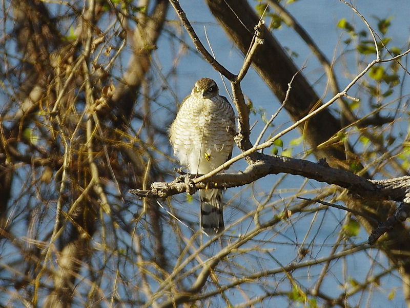 ハイタカの剥製(雌成鳥)
