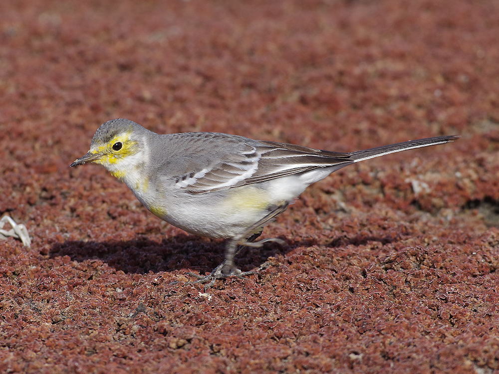 2024年に出会った鳥】キガシラセキレイ（Citrine Wagtail） | 鳥