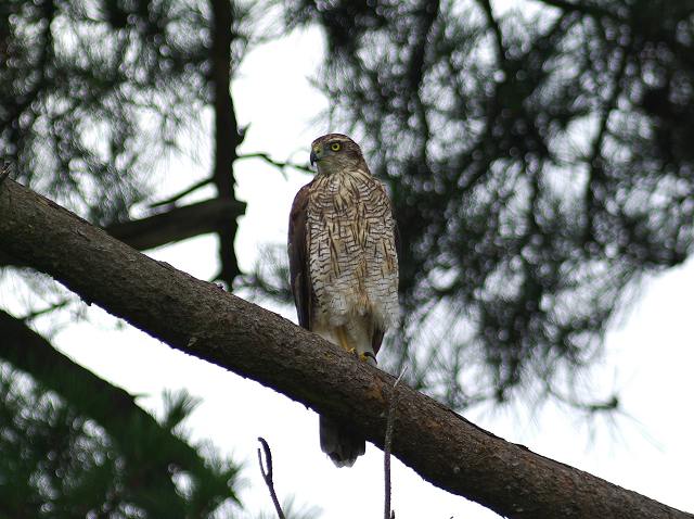 オオタカ亜成鳥の観察